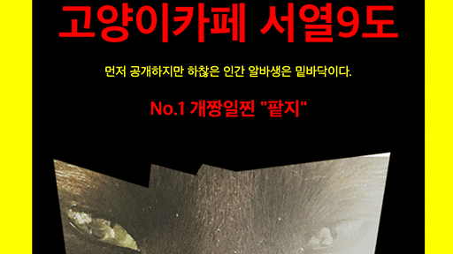 고양이카페 서열9도